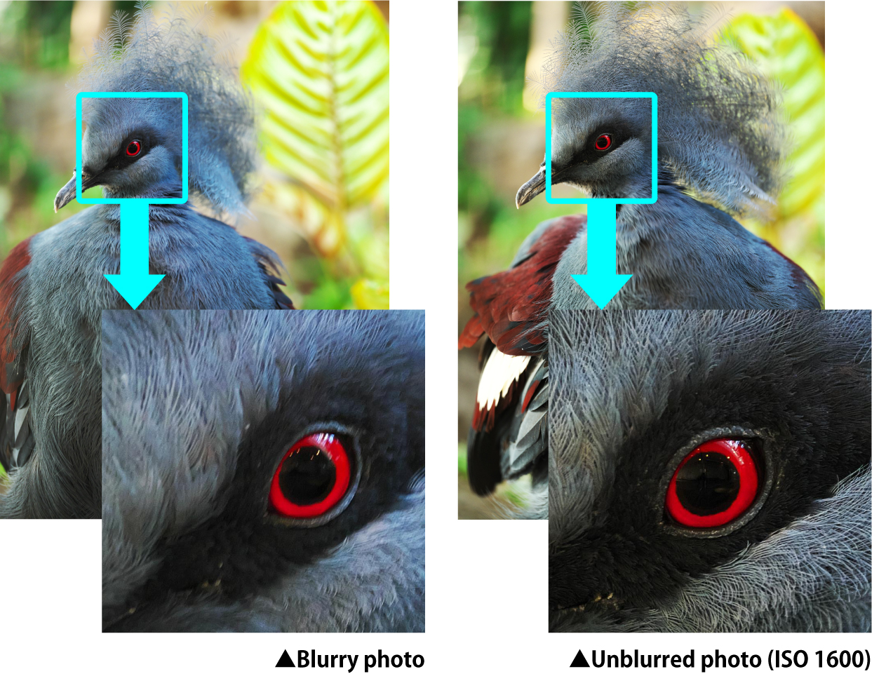 Should Blur or Noise be Prioritized?