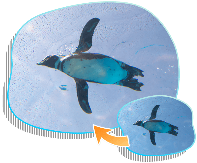 空飛ぶペンギン写真