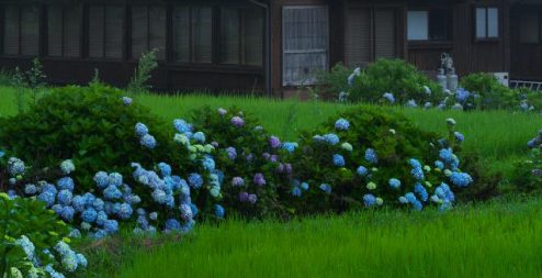 白川郷「紫陽花のある風景」 | SILKYPIX