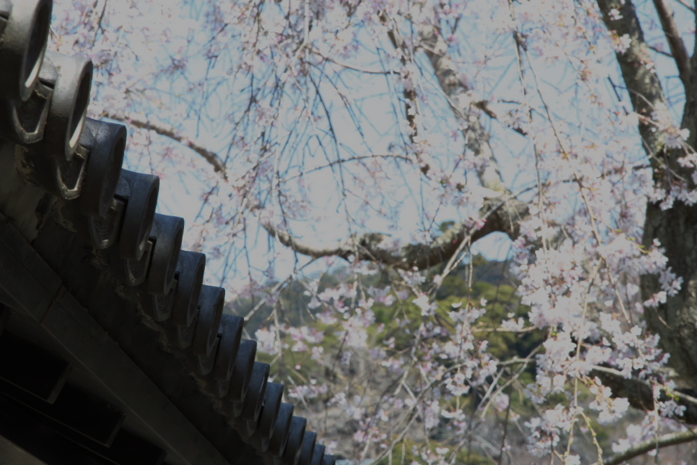 白とびした桜の写真をマイナス補正すると
